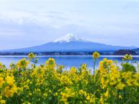 省最大東京促銷｜全程無自理餐～河口湖富士山.輕井澤.伊香保.小諸城址.川越古街.淺草寺.和牛美食.溫泉雙湯五日