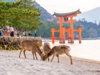 客製｜深度關西四國~和歌山熊野三段壁.鳴門海峽.金刀比羅宮.嚴島神社.瀨戶內.道後溫泉迷你小團7日【專屬包車】※不含機票