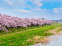 客製｜東北追櫻~舞鶴山公園.北上展勝地.猊鼻溪乘舟.藏王狐狸村.天童溫泉.特色美食迷你小團5日【專屬包車】※不含機票