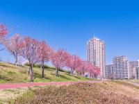 東京旅遊｜春櫻｜三晚溫泉｜賞櫻名所～小田原城.新倉山公園.身延山纜車.大室山纜車.三島吊橋.国産牛涮涮鍋六日｜高雄來回