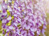 一起揪吧北海道｜浪漫紫藤花.芝櫻花海.金黃油菜花田.花園周遊列車.函館纜車.熊牧場.浪漫小樽.三大蟹溫泉五日