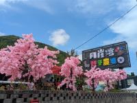 花蓮旅遊．火車來回｜折1000、玉山神學院櫻花、月崖灣親子農場、新城天主堂、鈺展苗圃落羽松三日｜高雄出發