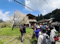 嘉義｜阿里山櫻花.二萬平車站.二萬平(黑森林)步道.奮起湖車站.龍雲農場2日｜高雄台南