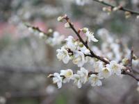 春節台南｜梅嶺賞梅.玄空鐘乳石.鎮瀾宮走春.老爺二日｜豪華三排椅