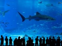 沖繩旅遊｜台灣虎航｜美麗海水族館.古宇利島.系滿魚市場.採海葡萄體驗四日｜高雄來回