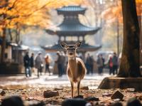 限量出清｜京阪奈旅遊.奈良小鹿.清水寺.嵐山渡月橋.日本環球影城.DIY章魚燒.都會漫遊五日