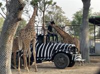 泰國｜大城獅子動物園、王朝古都巡禮、嘟嘟車遊大城、河畔米推料理、浪漫夜遊湄南河5日｜兩人成行