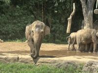 印尼｜雅加達｜入住動物園與長頸鹿同饗、ALOHA_PIK沙灘、五星飯店、網紅咖啡廳、縮影公園五日(兩人成行)