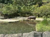 雅加達旅遊｜阿夏島浮潛,小人國縮影公園,野生動物園與長頸鹿共進早餐,升等一晚五星,無購物五日(含稅)