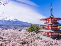 櫻紛飛東京｜富士山春櫻美景.身延山纜車.河口湖天晴號.小石川後樂園.新宿御苑.美食溫泉六日｜高雄來回