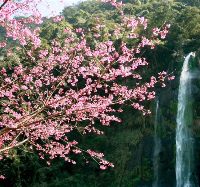 過年預購折800｜雙北旅遊｜2025陽明山花季、烏來台車、烏來瀑布、希爾頓自助晚餐、五星板橋凱撒二日遊｜高雄台南出發