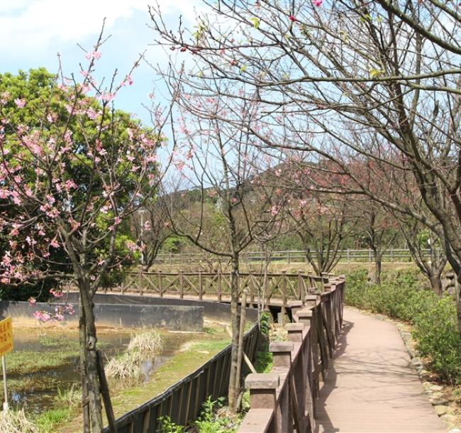 北桃旅遊｜硬漢嶺步道.三芝三生步道.滬尾櫻花大道.五星喜來登二日｜中部出發