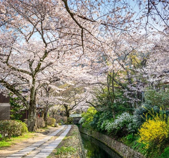 春暖五都醉櫻｜賞櫻百選～奈良梅花鹿.醍醐寺.四季花卉~神戶布引香草園.紀三井寺.哲學之道.黑潮市場.OUTLET五日