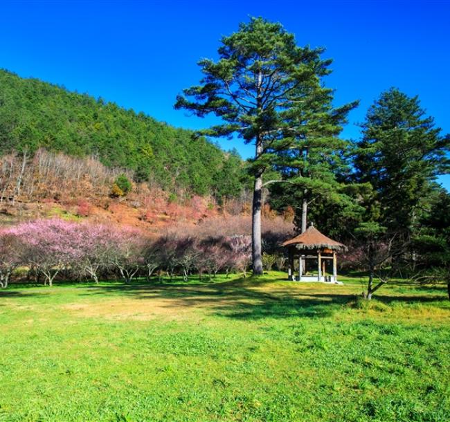 春節折500．宜蘭旅遊｜武陵櫻花前哨戰｜親近澳洲袋鼠.基隆塔.三貂嶺瀑布.蘇澳煙波黃金溫泉三日｜台中出發