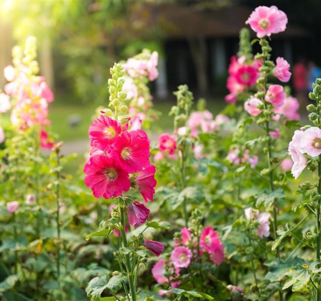 春賞三花·藍皮環島｜阿里山賞櫻x蜀葵花文化節~富源谷賞蝶·品茗春茶·溫泉&自助饗宴·高鐵去台鐵回4日