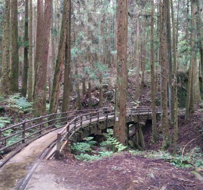 嘉義｜大人囝仔｜最美步道重新開放.特富野古道.柳杉環繞一日｜中部出發