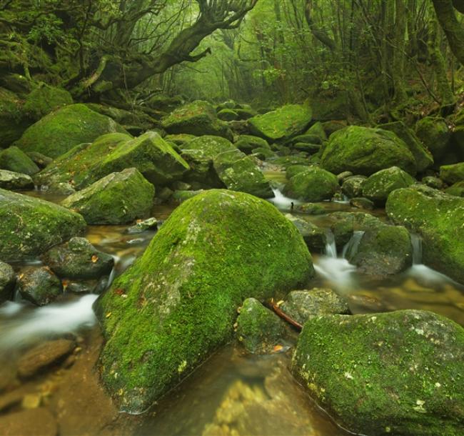 【主題旅遊】日本南九州屋久島登山健行~世界自然遺產、魔法公主森林、溫泉美食5日(含小費)