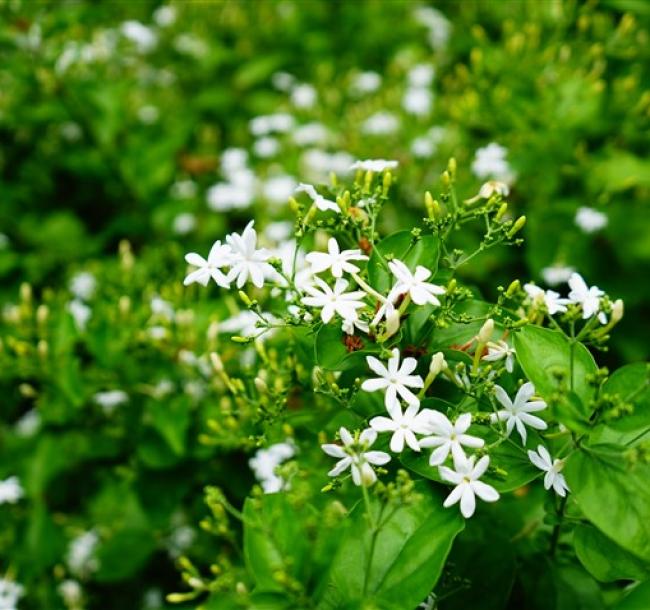 彰化旅遊｜大人囝仔｜茉莉花的故鄉採花趣.葡萄成熟時大村採果樂.彰化美食探索一日｜高雄出發