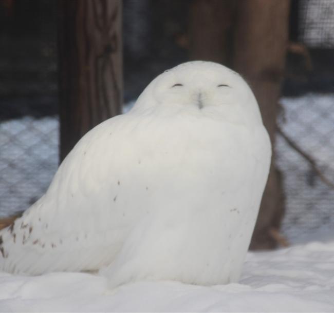 冬季北海道旅遊｜旭山動物園.美瑛青池.銀河流星瀑布.DIY果醬.白色燈樹節.熱氣球.小樽.螃蟹美食五日｜保住三晚溫泉