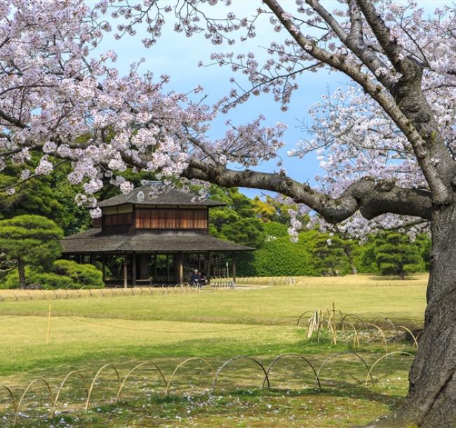 春櫻四國松山|百選賞櫻景點~松山城.岡山後樂園.栗林公園.金刀比羅宮.今治毛巾.道後溫泉街.烏龍麵DIY五日