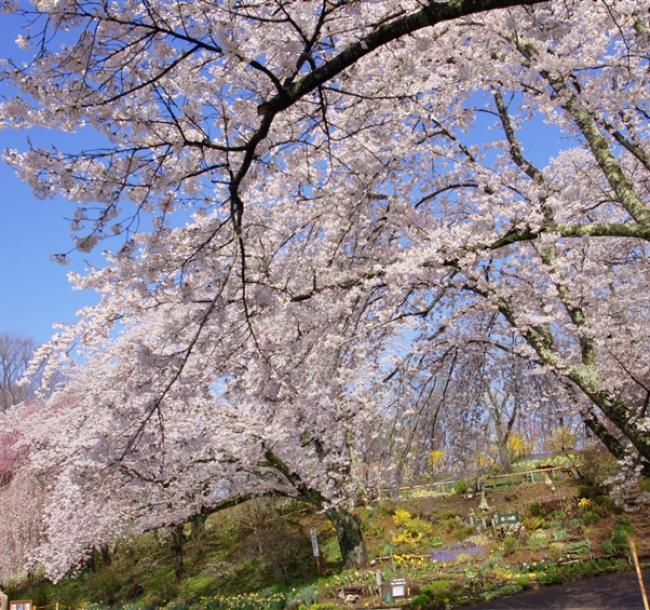 東北旅遊~直飛青森|弘前公園.角館武家屋敷.銀山溫泉街.船岡城跡公園.嚴美溪.中尊寺.松島遊船.燒肉吃到飽.溫泉五日