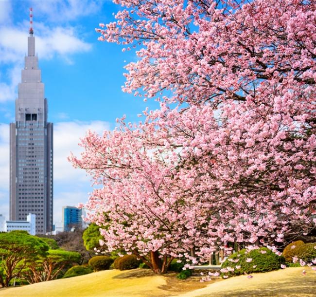 春櫻東京旅遊｜關東賞櫻三大百選名所～富士山絕景櫻花秘境.鎌倉古都漫遊.橫濱港灣OUTLET.美食饗宴溫泉五日