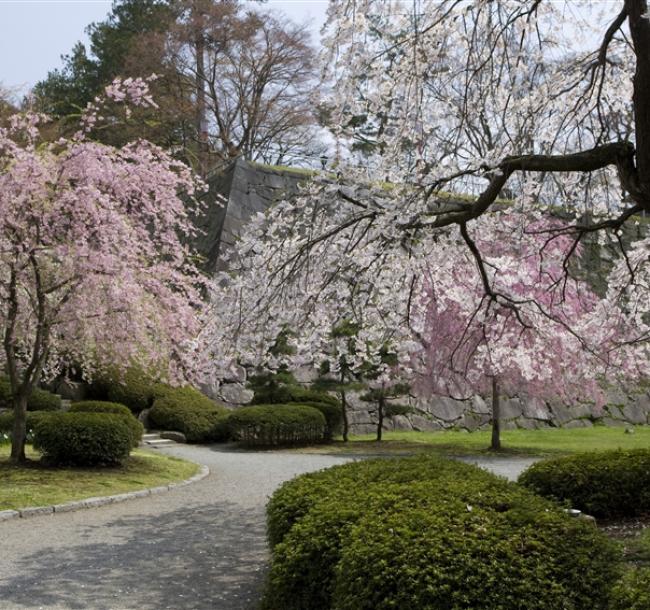 東北旅遊~直飛青森|櫻花名所~弘前公園.角館.盛岡城跡公園.嚴美溪.中尊寺.松島遊船.牛舌風味餐.溫泉五日