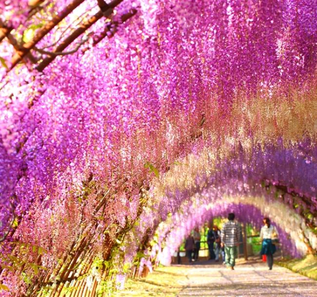 紫藤九州｜紫藤花限定.河內藤園.黑毛和牛.柳川遊船.門司港散策.湯布院~金鱗湖.太宰府溫泉五日【高雄直飛】