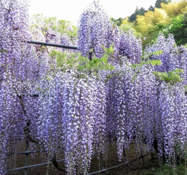 九州旅遊|紫藤花VS杜鵑花.久住花公園~花海美景.金鱗湖.天滿宮.雙溫泉五日｜大分