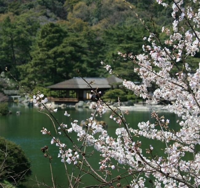 賞櫻高爾夫｜德島第一JClass球場‧鳴門XIV高爾夫度假村四晚連泊