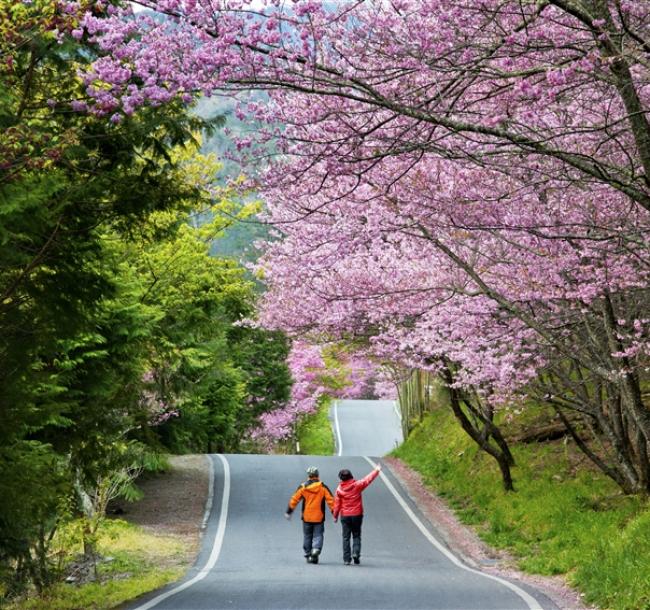 台中旅遊｜【2025武陵農場櫻花季】櫻豔高山農場‧陶醉櫻花雨～紅粉佳人武陵農場‧粉色仙境福壽山農場二日