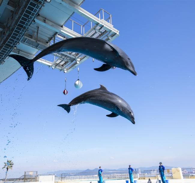 九州旅遊|人氣由布院之森.海之中道水族館.鶴見岳空中纜車.和牛長腳蟹吃到飽.保住雙溫泉五日