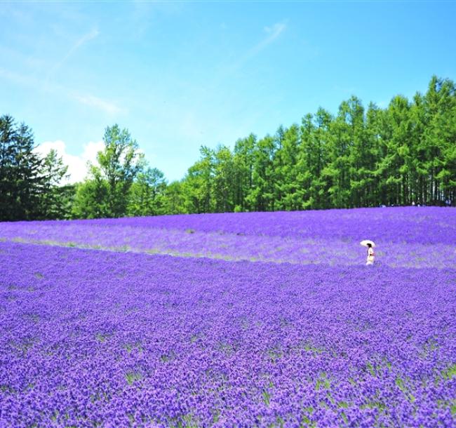 客製｜北海道~薰衣草富良野浪漫遊.小樽.旭山動物園.迷你小團5日【專屬包車】天天出發※不含機票