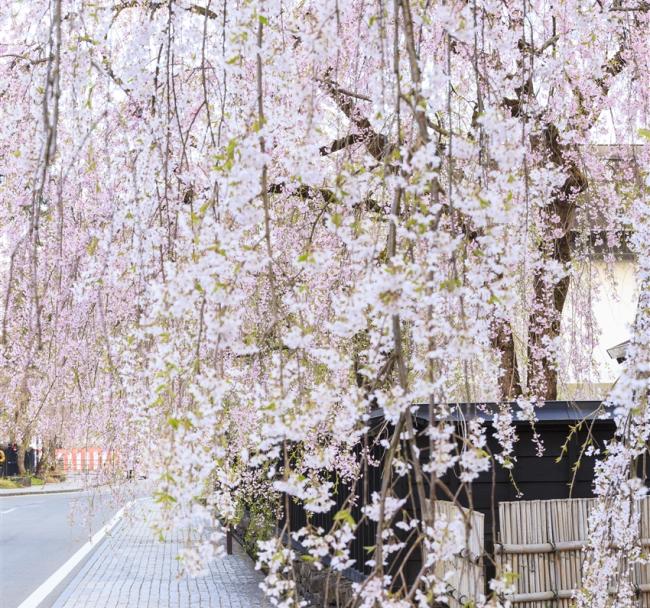 花卷旅遊｜春櫻百選雪迴廊｜櫻花名所~北上展勝地.角館武家屋敷.弘前公園.奧入瀨溪流.松島遊船.秋田鐵道.3晚溫泉五日