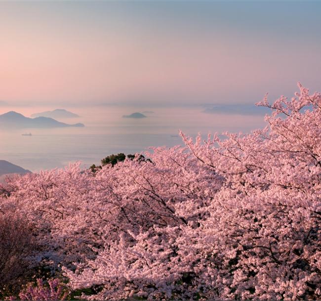 春櫻岡山四國｜紫雲出山~賞櫻仙境.櫻名勝栗林公園.櫻百選松山城.採草莓.道後溫泉.魔女小豆島五日｜贈5公斤｜高雄