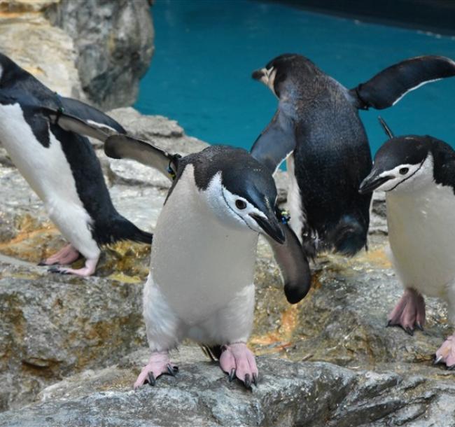 暑假折2千|九州由布院之森.企鵝水族館.別府纜車.自然野生動物園.三大蟹溫泉五日