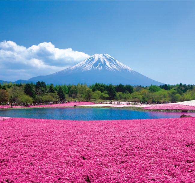 東京旅遊｜富士芝櫻.箱根鐵道.大涌谷.登上晴空塔.御殿場OUTLET.迪士尼五日｜高雄來回