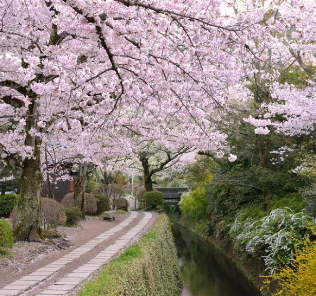 大阪旅遊｜春櫻京阪神奈~清水寺.醍醐寺.蹴上傾斜鐵道.東大寺.哲學之道五日｜一日自由活動｜高雄來回