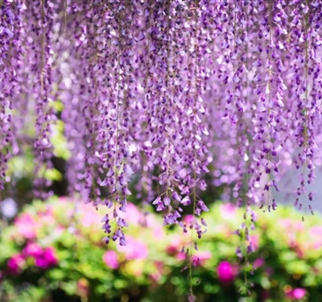 神戶包機│2025年日本世界博覽會│紫藤花瀑布~奈良萬葉植物園.宇治平等院.雪白姬路城.元離宮二條城.日本環球影城六日