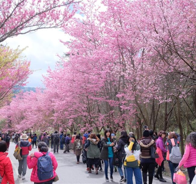 武陵農場櫻花季．宜蘭旅遊｜羅莊櫻花步道.烘爐地求財賞櫻.陽明山櫻花季.羅東夜市X木棉道商旅三日｜台中出發