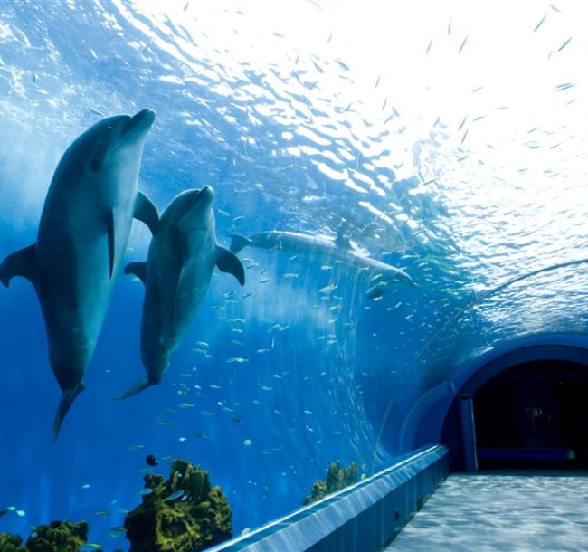 兒童最高省萬元｜東京迪士尼雙樂園.澀谷展望台.八景島水族館.和牛.螃蟹.敘敘苑燒肉.五星美食遇見莓好五日