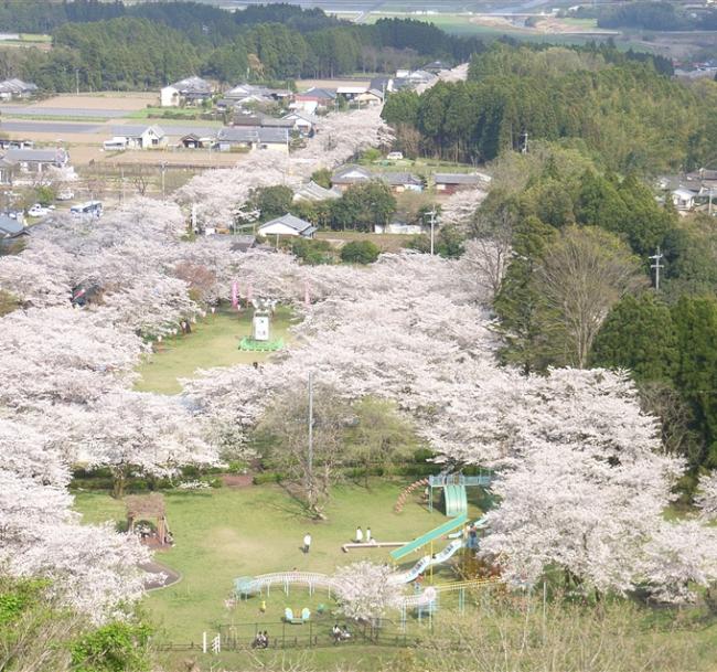 春櫻南北|九州賞櫻名所.高千穗峽.日南太陽花園.櫻島渡輪.仙巖園.雙溫泉五日