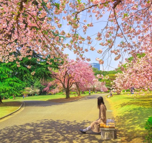 春櫻東京旅遊｜東京迪士尼.箱根鐵道賞櫻.新宿御苑.隅田川櫻花.小田原城.新宿購物.美食溫泉五日