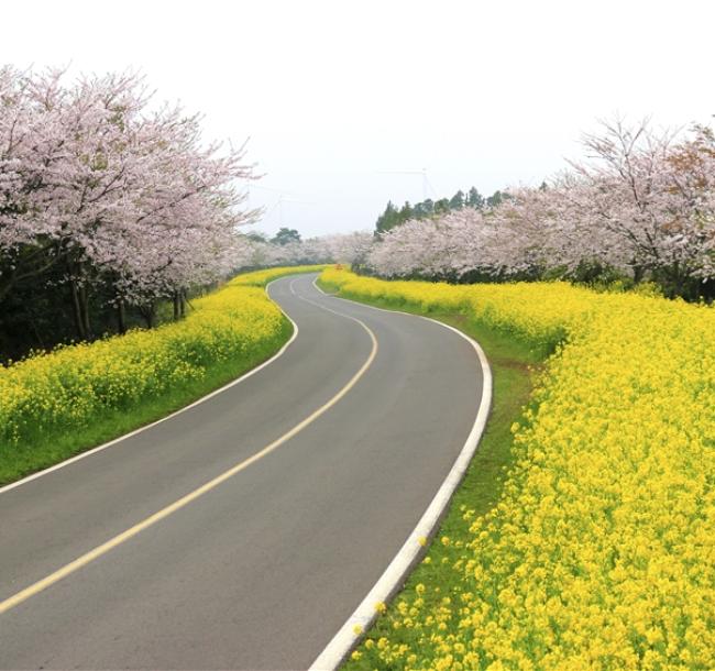 賞櫻預購折2000｜濟州旅遊｜浪漫油菜花．紅白馬燈塔．城山日出峰．韓式風情村．茶香之旅．蓮洞好好逛(一站購物彩妝)四日