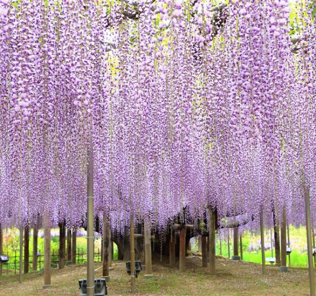 東京旅遊｜無自理餐｜日立粉蝶花.粉色芝櫻.浪漫紫藤花.日光東照宮.偕樂園.牛久大佛.美食溫泉五日｜高雄來回