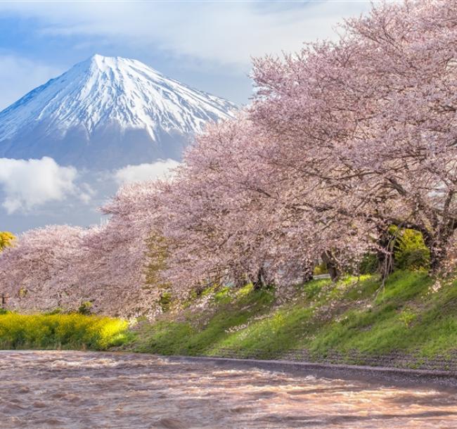 春櫻名古屋靜岡～SL大井川鐵道｜富士山櫻花絕景~岩本山.龍巖淵.日本平纜車.濱名湖遊船.牧之原茶園.岡崎城.螃蟹溫泉五日