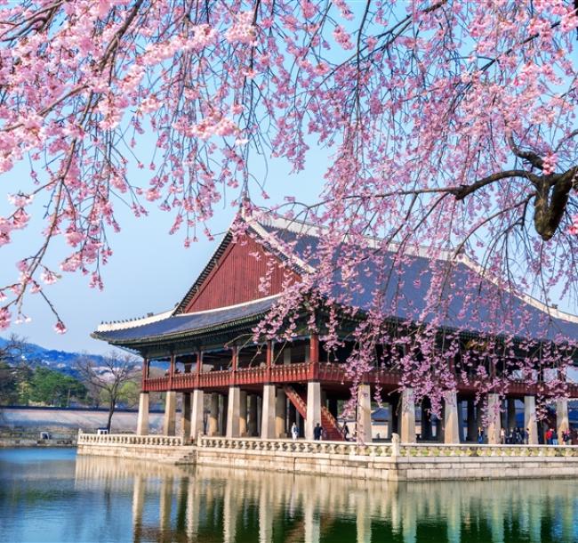 花現櫻花首爾旅遊｜賞櫻盛典～伊甸園櫻花路．湖嚴美術館．鎖住愛情．挑戰愛寶木製雲霄飛車．唯美櫻景景福宮五日｜高雄