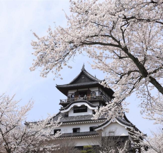 客製｜名古屋賞櫻吃飛騨牛.復古博物館.樂高樂園.鐘乳石洞.白鳥庭園迷你小團5日【專屬包車】天天出發※不含機票