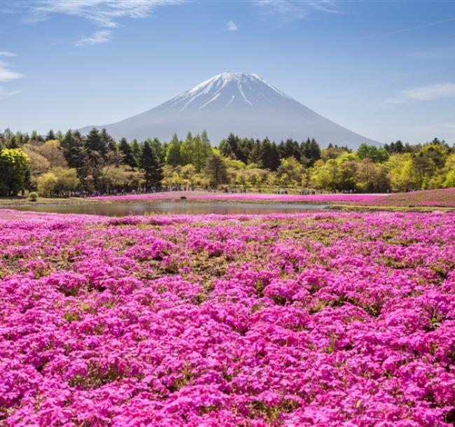 輕奢行｜期間限定!富士芝櫻季．2025濱名湖花卉節．SL蒸汽火車．天龍濱名湖鐵道．靜岡品茶雙溫泉7日