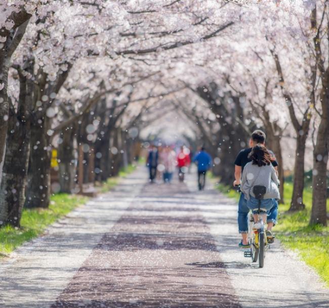 花現櫻花釜山旅遊｜粉嫩浪漫春櫻～鎮海櫻花慶典～余佐川羅曼史橋＆慶和火車站．海雲台膠囊列車＆櫻花大道．海東龍宮寺五日｜高雄